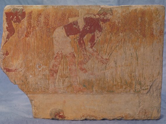 A fragment of a limestone carved relief from a tomb, showing two men bent over harvesting wheat with sickles. Coloured red and yellow in sections.