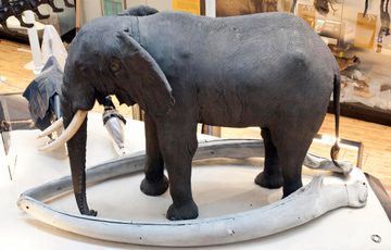 Model of an elephant on display in the museum.