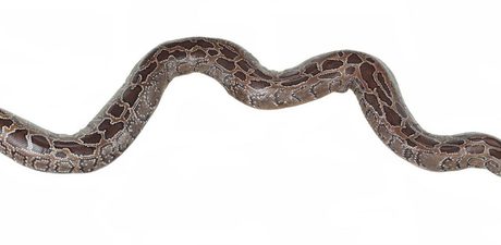 A burmese python.