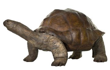Cast model of a tortoise.
