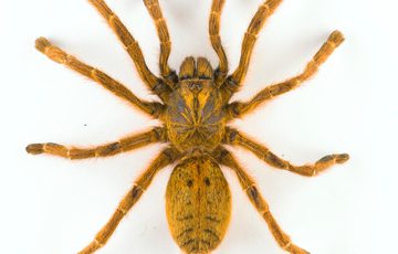 A light brown tarantula.