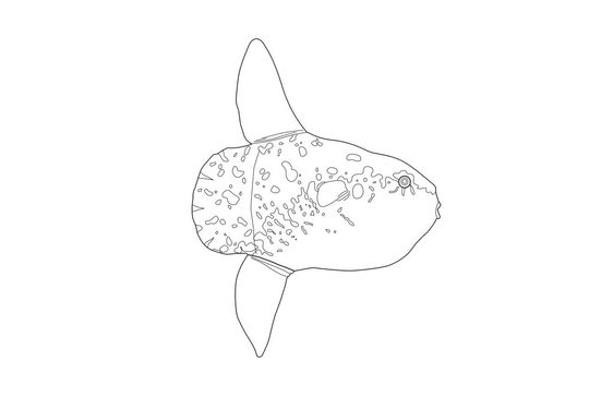 Line drawing of a giant sunfish.