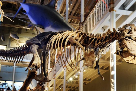 A side view of a T rex skeleton
