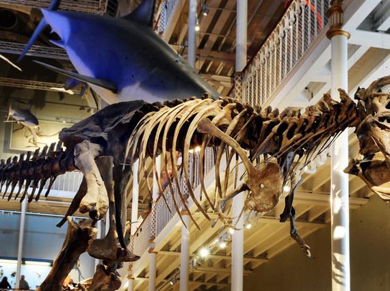 A side view of a T rex skeleton