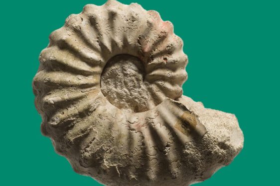 A fossil in front of a green background.