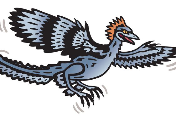 Cartoon of an anchiornis.