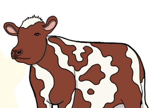 A drawing of a cow.