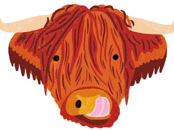 An illustration of a Highland Cow's head as it licks its nose.