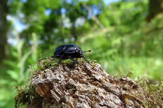An image of a Woodland Dor Beetle.