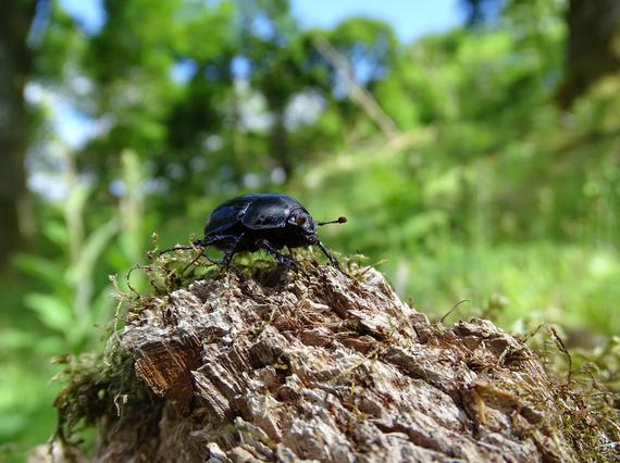 An image of a Woodland Dor Beetle.