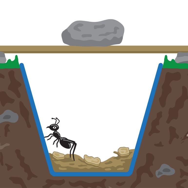 An illustration of an ant trying to climb out of a pitfall trap.