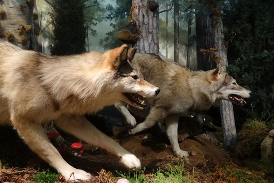 Close up of two models of wolves in a staged forest environment.