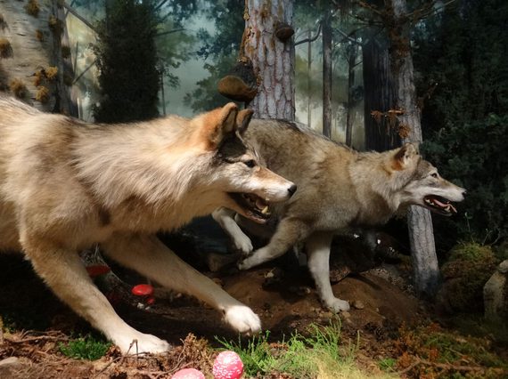 Close up of two models of wolves in a staged forest environment.
