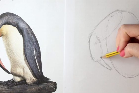 A hand grasping a pencil, sketching a king penguin.