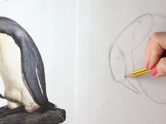 A hand grasping a pencil, sketching a king penguin.