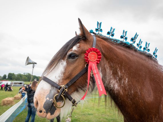 A horse adorned with a personalized rosette.