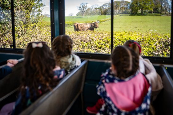 In the foreground, 4 children sit in two rows of seats inside a tractor trailer looking out a window at a highland cow in a green, grassy field.