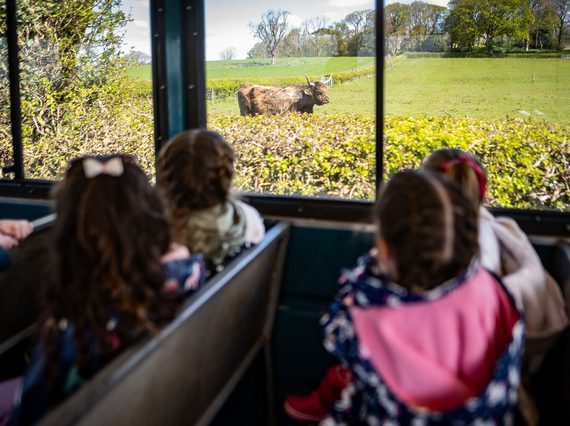 In the foreground, 4 children sit in two rows of seats inside a tractor trailer looking out a window at a highland cow in a green, grassy field.