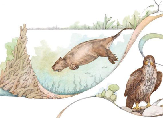 A pictorial drawing of two animals in different poses: one in motion and a bird staring straight ahead.