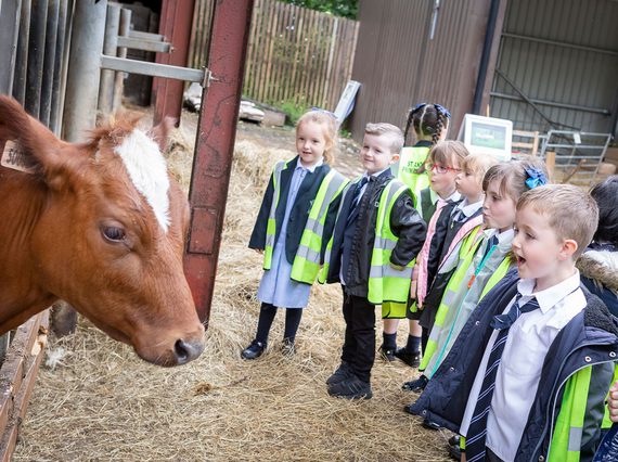 A group of school children in high-visibility vests stand in a farm yard looking at a cow's head that is poking through a fence.