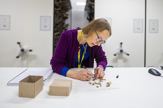 A volunteer wearing a yellow lanyard works at a desk in the National Museums Collection Centre. She is sorting small mammal bones.