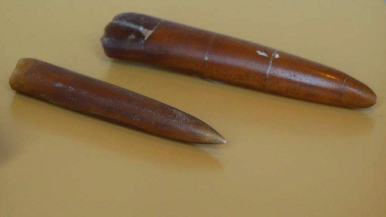 Two brown dart shaped fossils.
